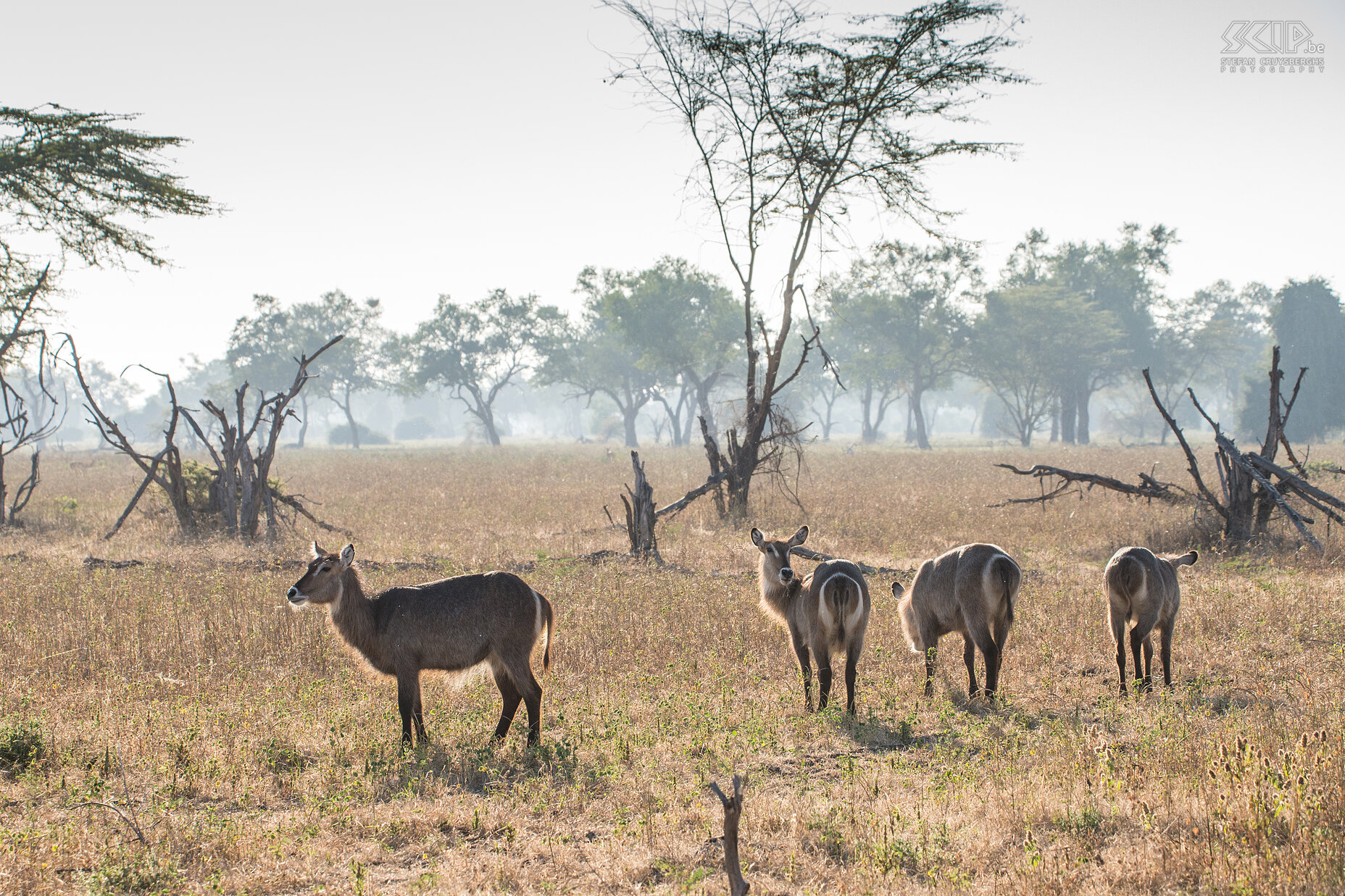 South Luangwa - Waterbokken Een groep waterbokken (Waterbuck, Kobus ellipsiprymnus) Stefan Cruysberghs